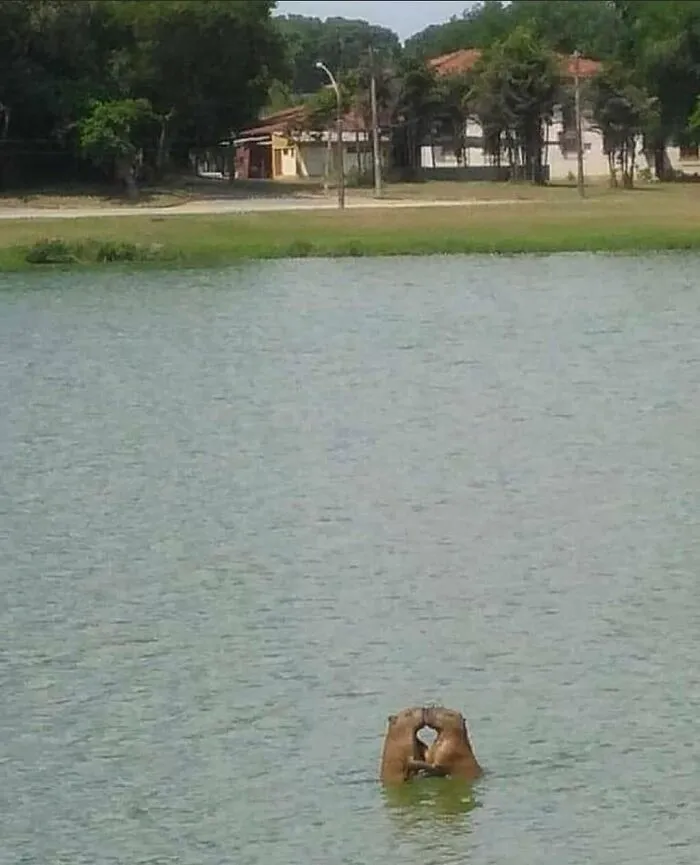 'Not My Animal': 40 Animal Pics That Just Don't Make Any Sense, As Shared On This Instagram Account