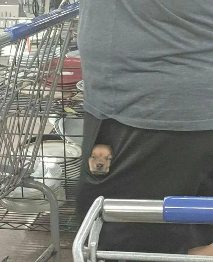 38 Fotos de animales que no tienen ningún sentido, compartidas en esta cuenta de Instagram