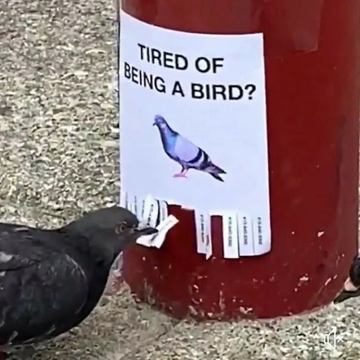 'Not My Animal': 40 Animal Pics That Just Don't Make Any Sense, As Shared On This Instagram Account