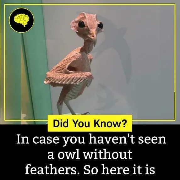 The 'Facts Encyclopedia' Instagram Is Dedicated To Sharing "Unknown Facts Daily", Here're 40 Of The Most Fascinating Ones