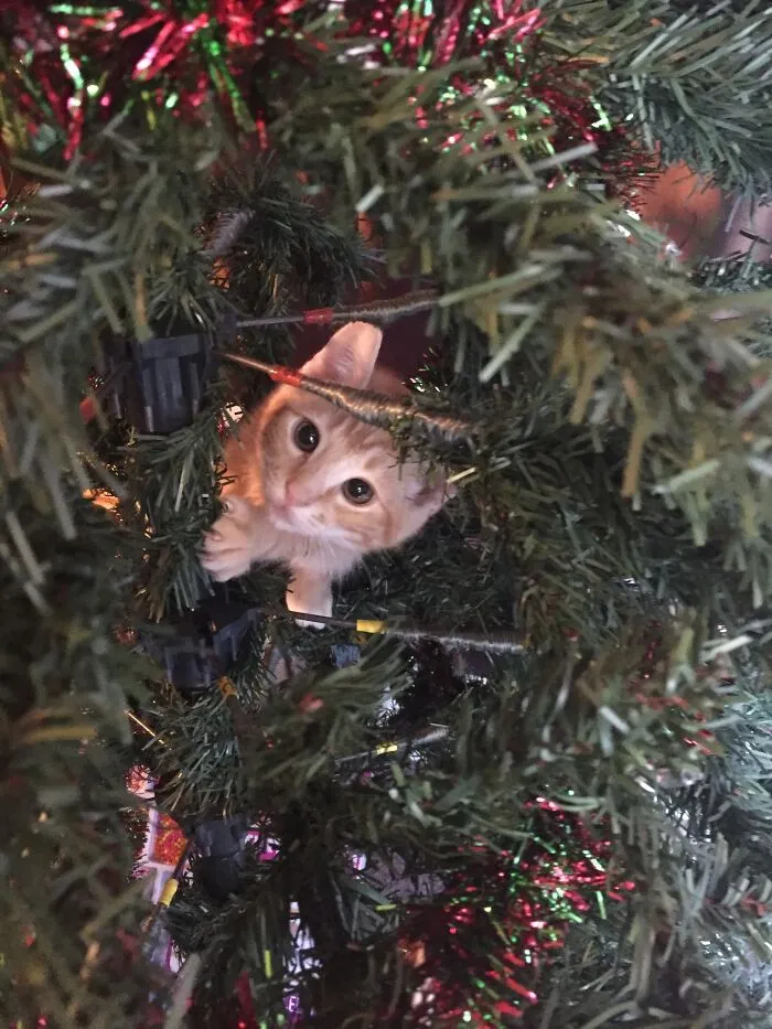 First Christmas