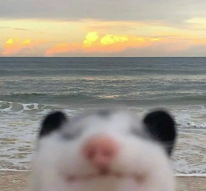 38 Fotos de animales que no tienen ningún sentido, compartidas en esta cuenta de Instagram