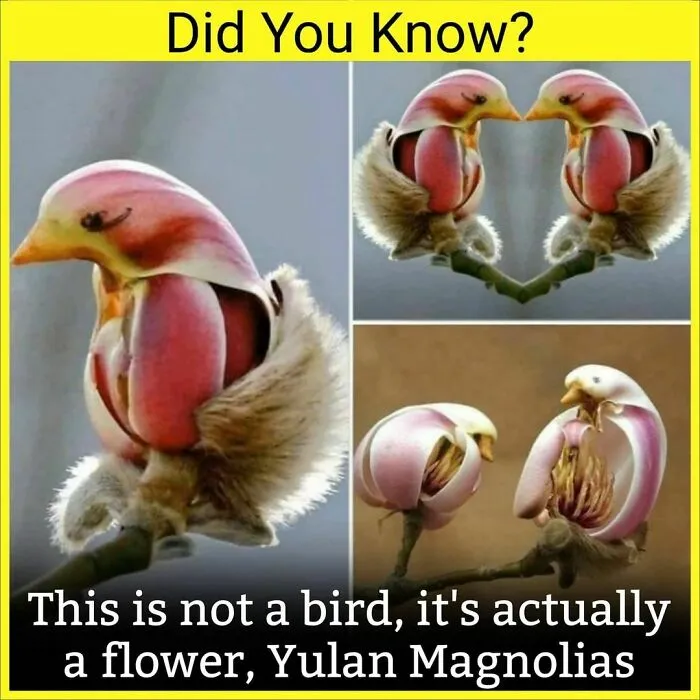 The 'Facts Encyclopedia' Instagram Is Dedicated To Sharing "Unknown Facts Daily", Here're 40 Of The Most Fascinating Ones