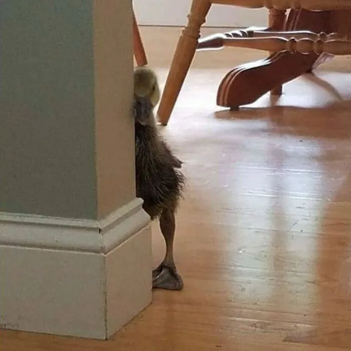 #notmyanimal