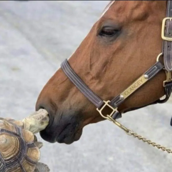38 Fotos de animales que no tienen ningún sentido, compartidas en esta cuenta de Instagram