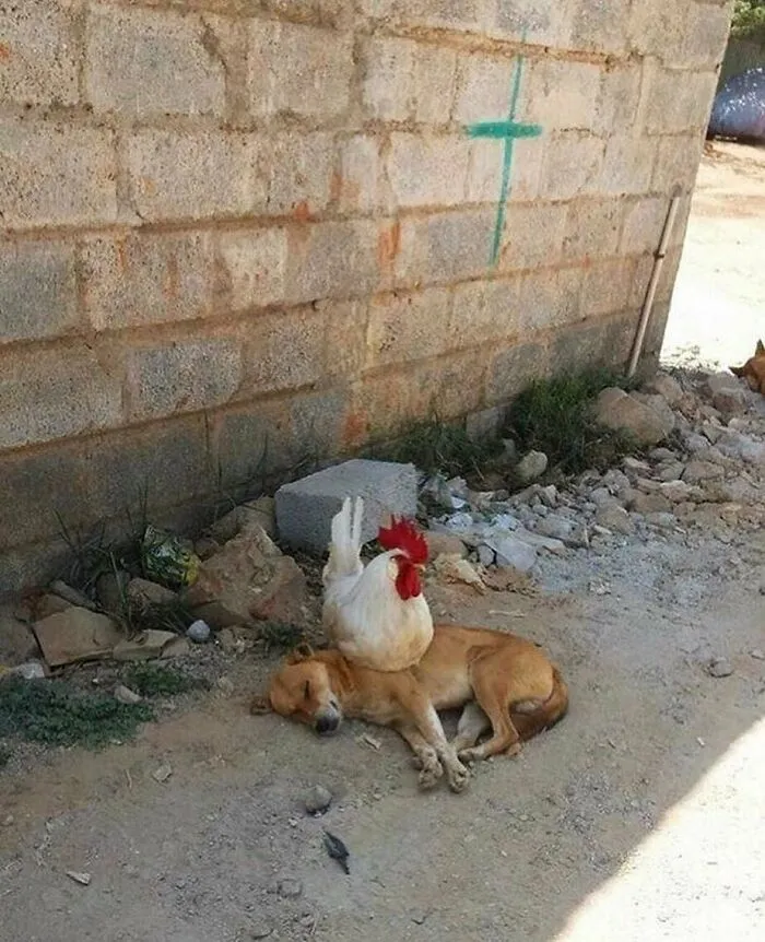 38 Fotos de animales que no tienen ningún sentido, compartidas en esta cuenta de Instagram