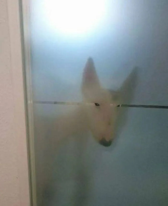 38 Fotos de animales que no tienen ningún sentido, compartidas en esta cuenta de Instagram