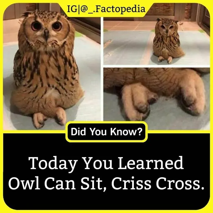 The 'Facts Encyclopedia' Instagram Is Dedicated To Sharing "Unknown Facts Daily", Here're 40 Of The Most Fascinating Ones