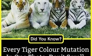 The 'Facts Encyclopedia' Instagram Is Dedicated To Sharing "Unknown Facts Daily", Here're 40 Of The Most Fascinating Ones