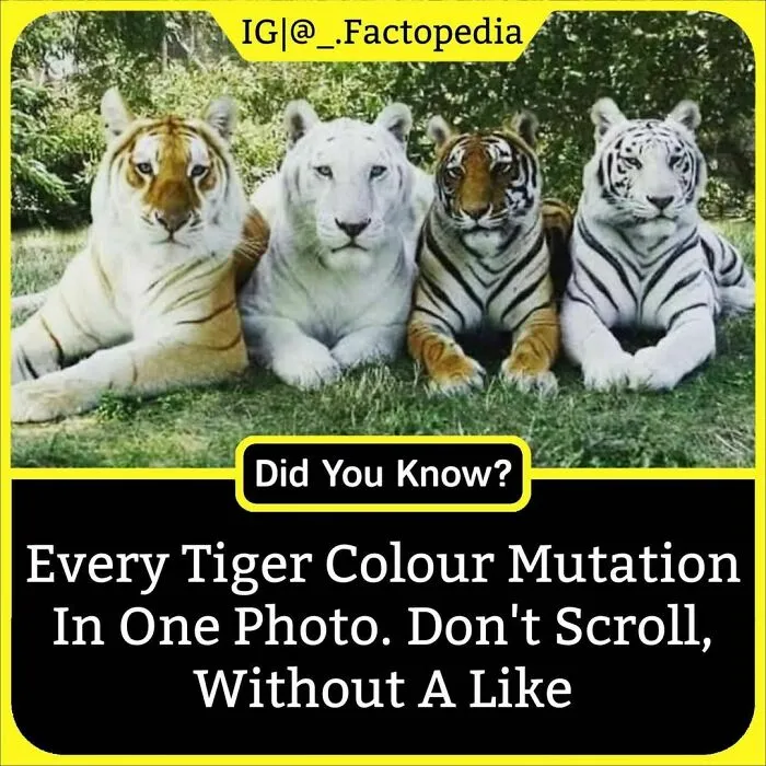 The 'Facts Encyclopedia' Instagram Is Dedicated To Sharing "Unknown Facts Daily", Here're 40 Of The Most Fascinating Ones