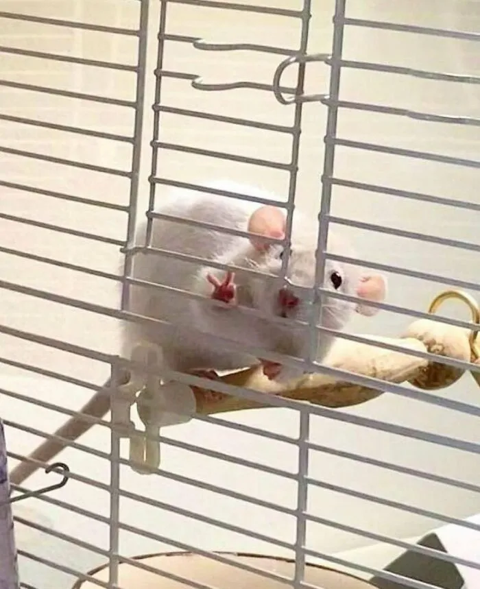 'Not My Animal': 40 Animal Pics That Just Don't Make Any Sense, As Shared On This Instagram Account