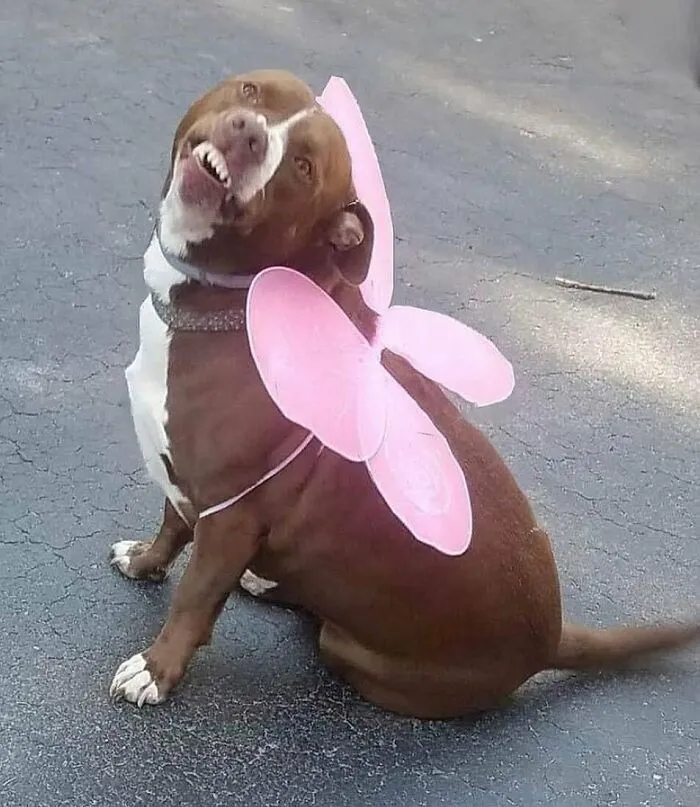 'Not My Animal': 40 Animal Pics That Just Don't Make Any Sense, As Shared On This Instagram Account
