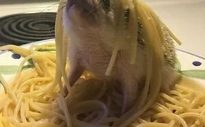 'Not My Animal': 40 Animal Pics That Just Don't Make Any Sense, As Shared On This Instagram Account