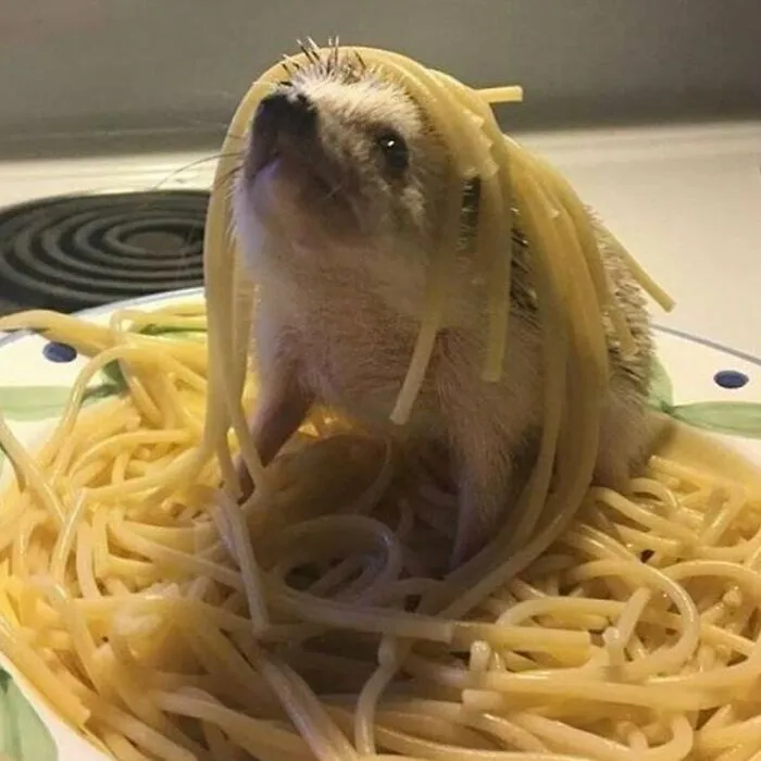 38 Fotos de animales que no tienen ningún sentido, compartidas en esta cuenta de Instagram