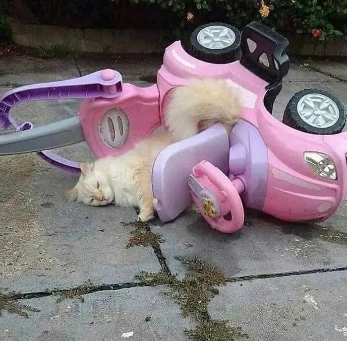38 Fotos de animales que no tienen ningún sentido, compartidas en esta cuenta de Instagram