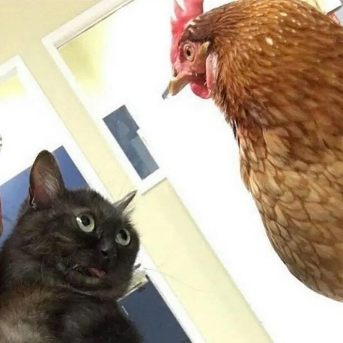 38 Fotos de animales que no tienen ningún sentido, compartidas en esta cuenta de Instagram