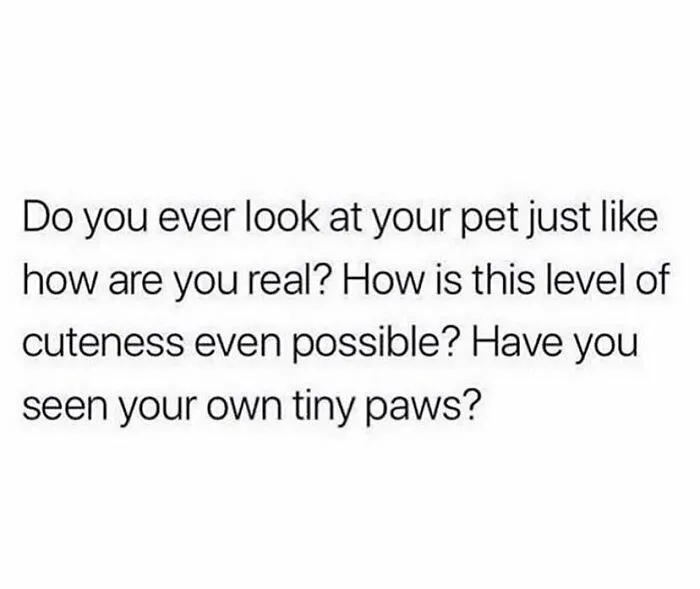 Massive* Poofy* Paws