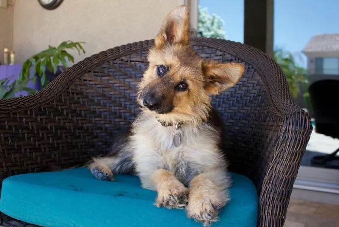 Ranger Is A Fully Grown German Shepherd With Dwarfism