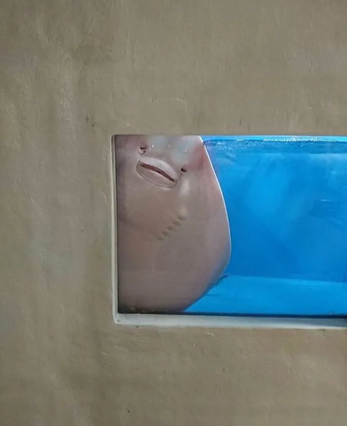 'Not My Animal': 40 Animal Pics That Just Don't Make Any Sense, As Shared On This Instagram Account