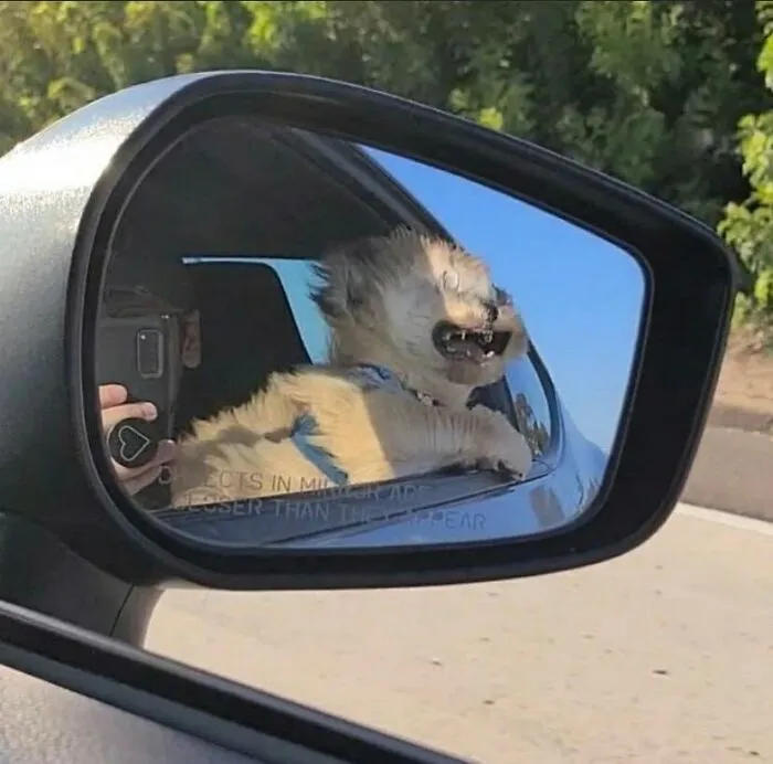 38 Fotos de animales que no tienen ningún sentido, compartidas en esta cuenta de Instagram