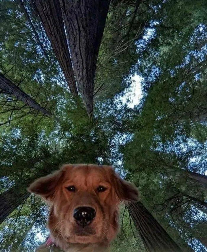 'Not My Animal': 40 Animal Pics That Just Don't Make Any Sense, As Shared On This Instagram Account