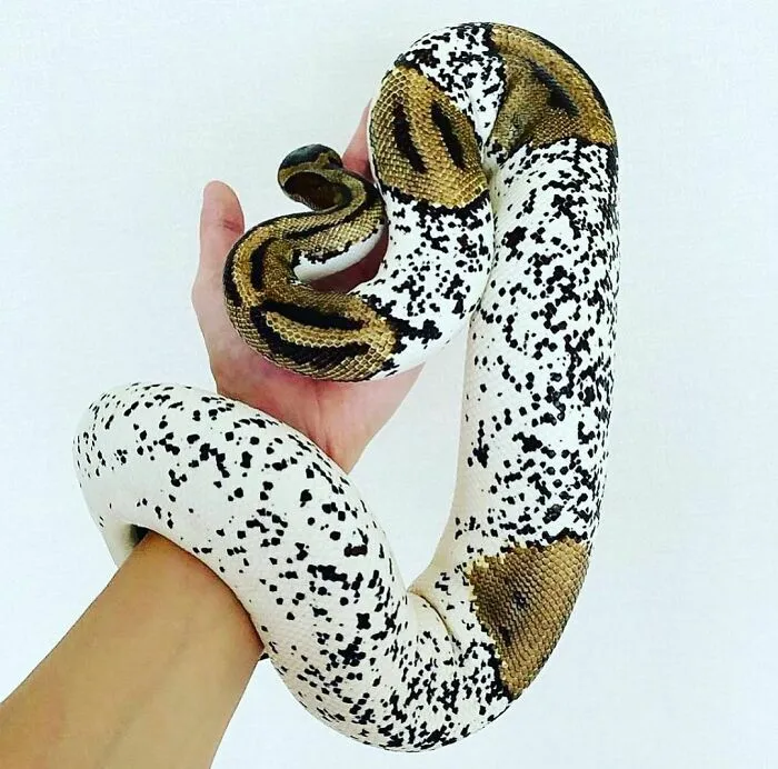 Did Anyone Say Dalmatian Pied? Hands-Down One Of The Most Unique Pieds I’ve Ever Seen