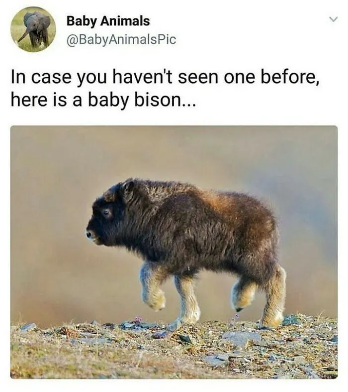 Needed This. (T:babyanimalspic)