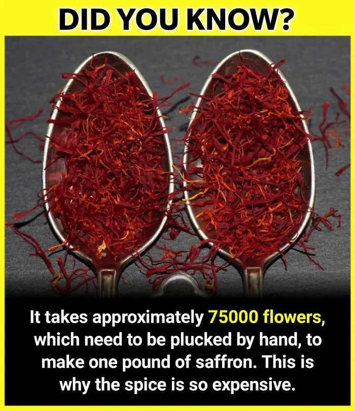 Your Thoughts ⬇️

follow @_.factopedia For More Amazing Facts❤️❤️

#factsdaily #factsonly #factstho #factsoflife #facts💯 #didyouknowfacts #psychologyfacts #doyouknow #instafacts #unknownfacts #trendingfacts #sciencefacts #viralfacts #gkfacts #facts‼️ #coolfacts #knowledge #realfacts #generalknowledge #factsonfacts #allfacts #fact #instafacts #facts💯💯💯 #factz #truefacts #dailyfacts