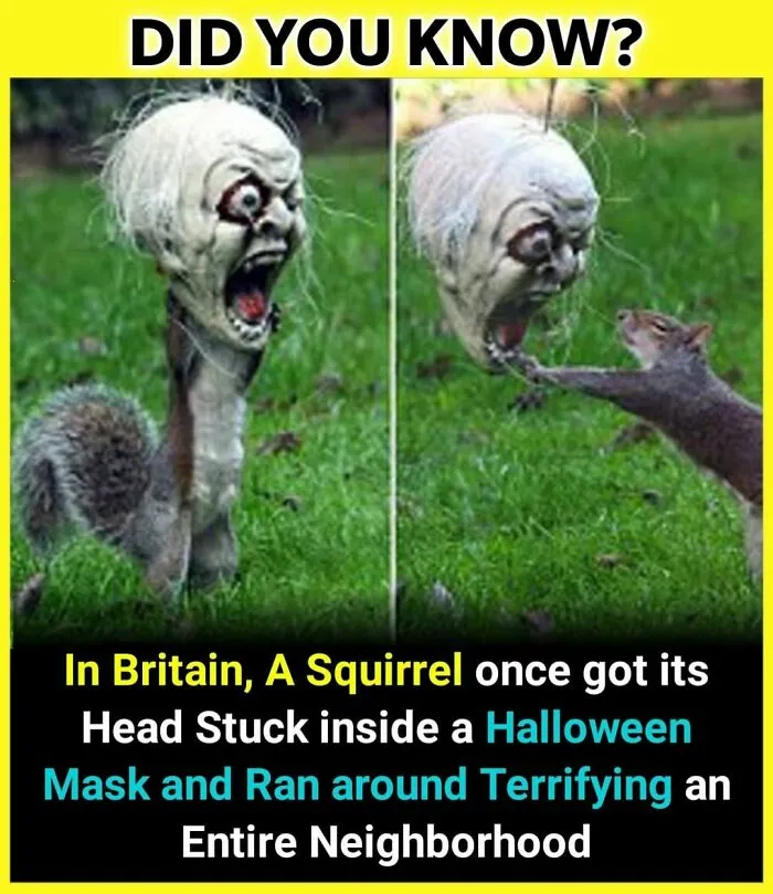 The 'Facts Encyclopedia' Instagram Is Dedicated To Sharing "Unknown Facts Daily", Here're 40 Of The Most Fascinating Ones