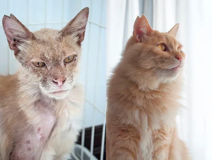 Our Chataro Has Feline Lukemia, A Deformed Mouth, And Is Missing A Toe From Bone Cancer, But He's A Fighter And The Love Of My Life.