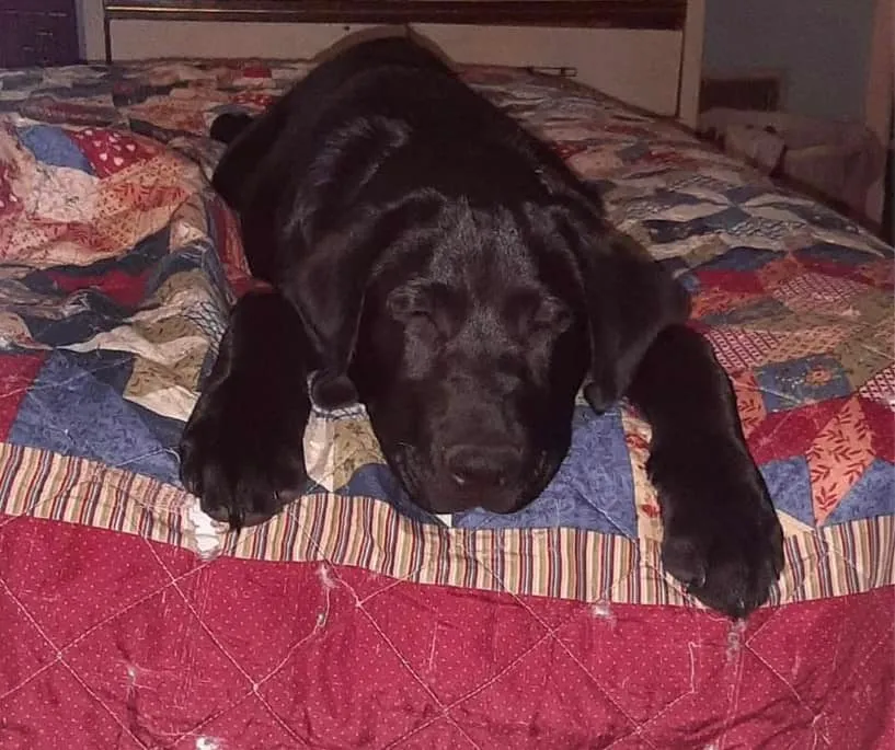 Cutest Pet Photos!