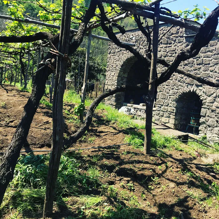 This Is An Area Of Our Garden Where We Have These Beautiful And Very Old Grape Vines Growing