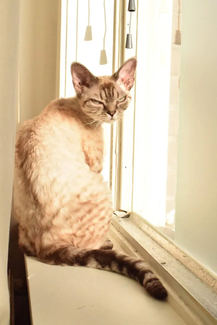 No No Resting-Bitch-Face, It's Meow Appurreciating-Sunshine-In-Winter-Face