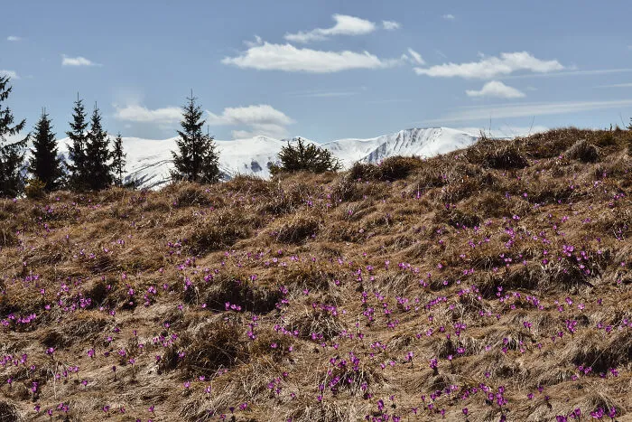 19 Breathtaking Images Of The Ukrainian Carpathians That I Took