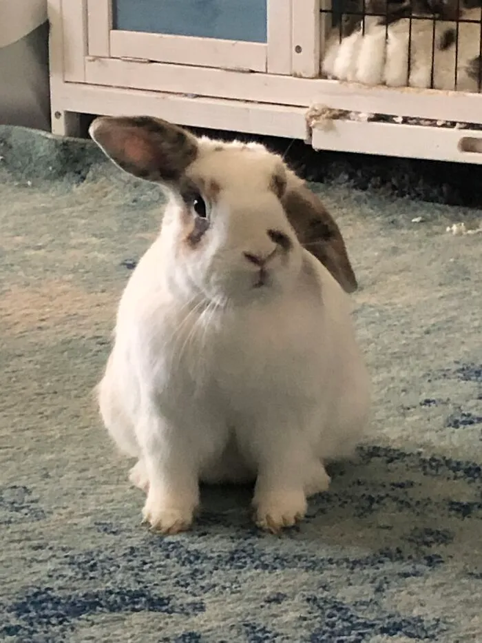 Dwarf Lop... Oh Wait That's A Rabbit