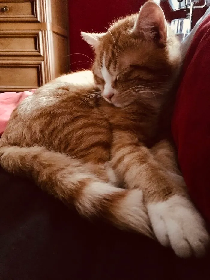 Baby Milocat....the Best Nap Buddy.