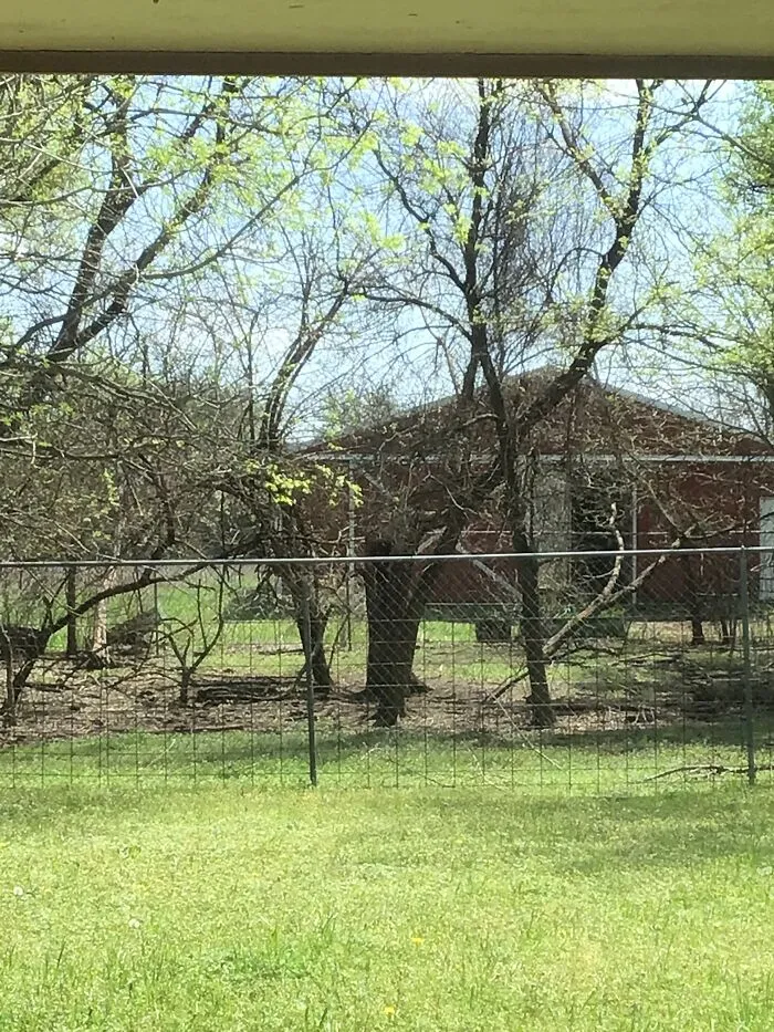 Backyard - Texas