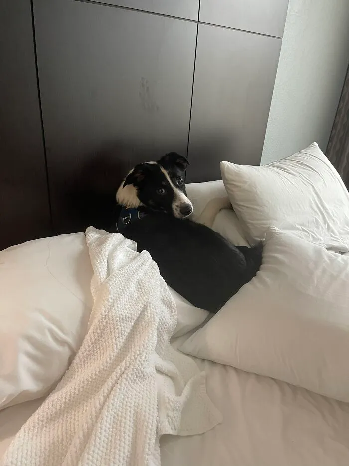A Week After We Got Him…