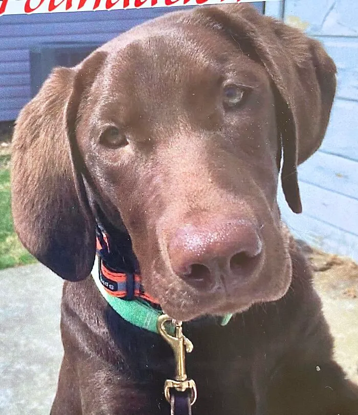 Bo And His Giant Puppy Head! 🥰❤️❤️❤️