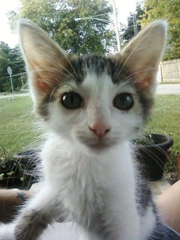 Piper Lala
