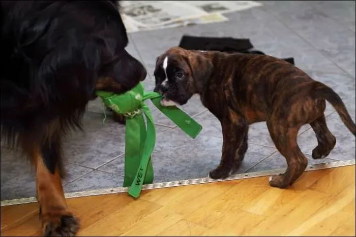 Tiny But Fierce