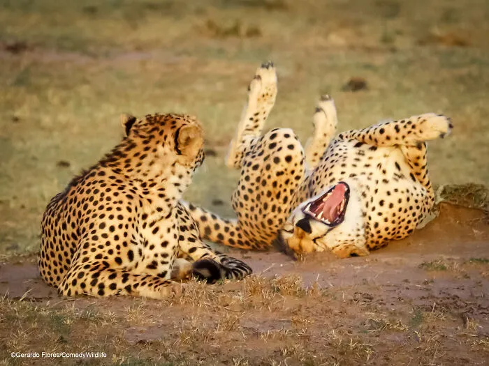 Brother, You Can't Play Hide And Seek, You Are Spotted!