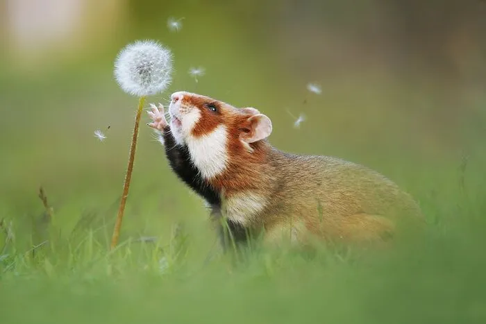 This Wildlife Photographer Spent 10 Years Photographing Wild Hamsters, And Here Are His Best 30 Pictures