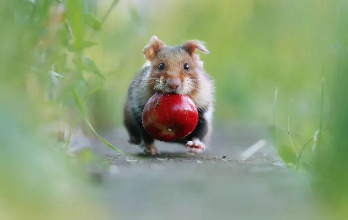 This Wildlife Photographer Spent 10 Years Photographing Wild Hamsters, And Here Are His Best 30 Pictures