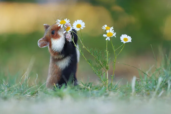 Wildlife Photographer Spends 10 Years To Photograph Wild Hamsters - See His Best 30 Pictures