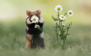 This Wildlife Photographer Spent 10 Years Photographing Wild Hamsters, And Here Are His Best 30 Pictures