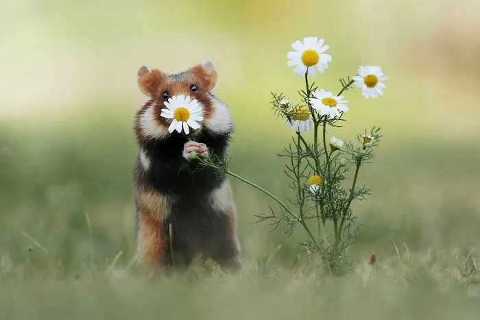 This Wildlife Photographer Spent 10 Years Photographing Wild Hamsters, And Here Are His Best 30 Pictures