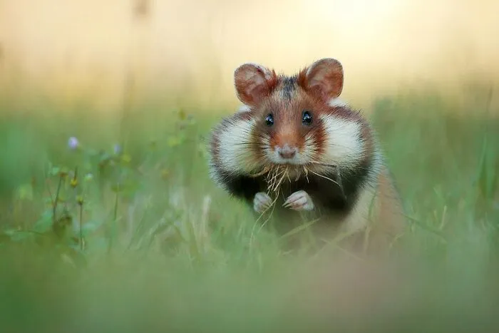 This Wildlife Photographer Spent 10 Years Photographing Wild Hamsters, And Here Are His Best 30 Pictures