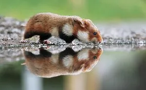 This Wildlife Photographer Spent 10 Years Photographing Wild Hamsters, And Here Are His Best 30 Pictures