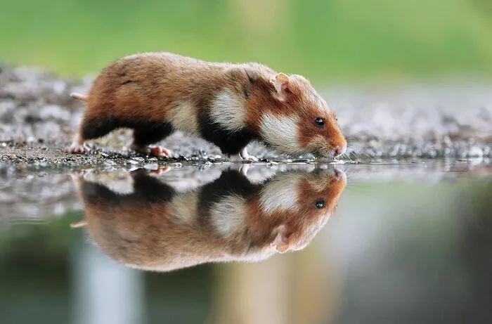 This Wildlife Photographer Spent 10 Years Photographing Wild Hamsters, And Here Are His Best 30 Pictures